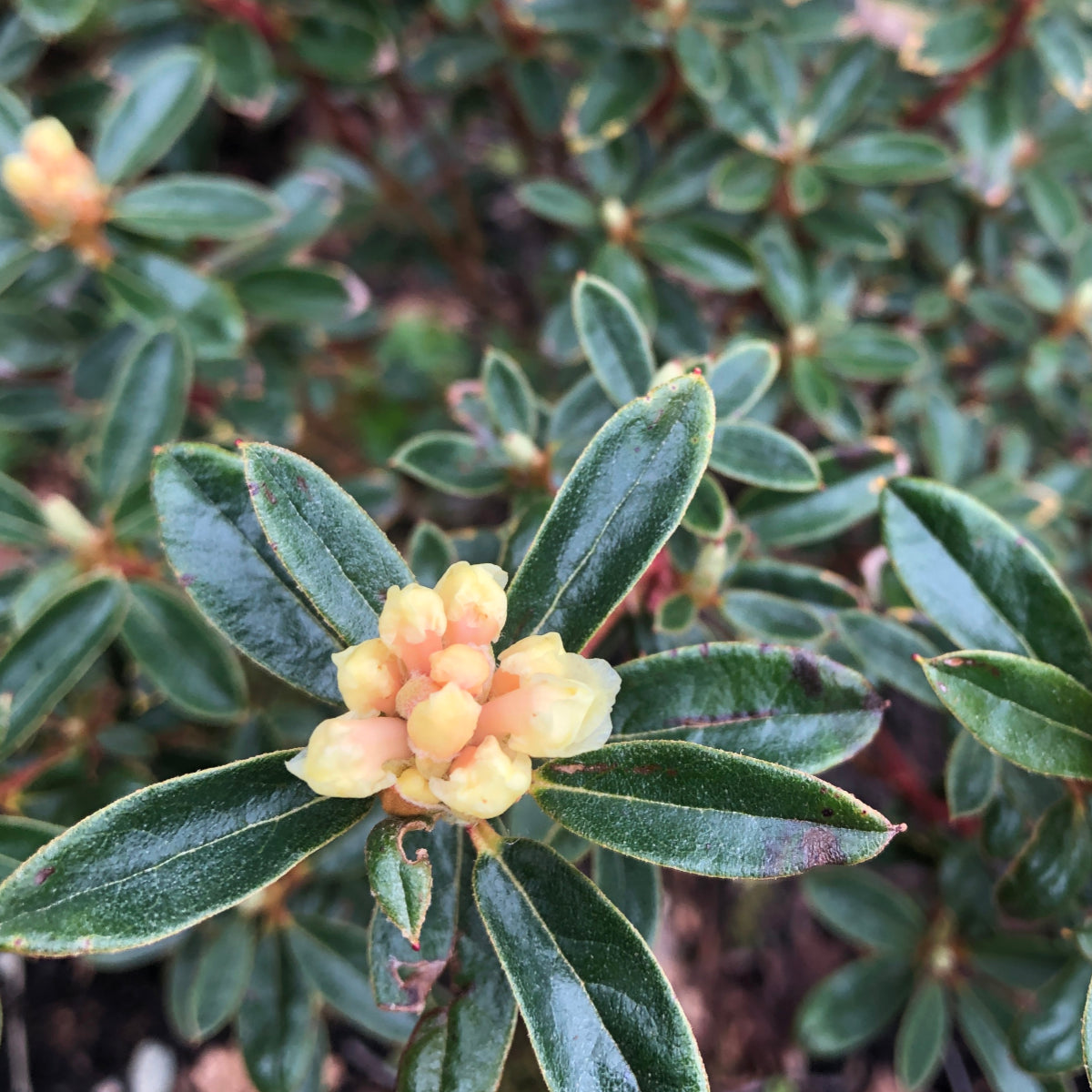 Rhododendron Bio 5 ml