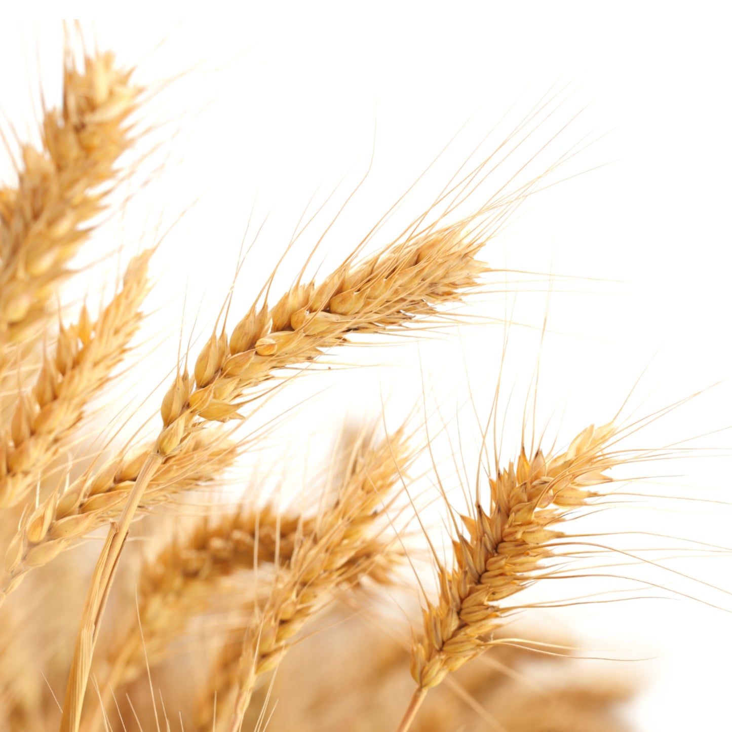 Weizenkeimöl Bio 75 ml