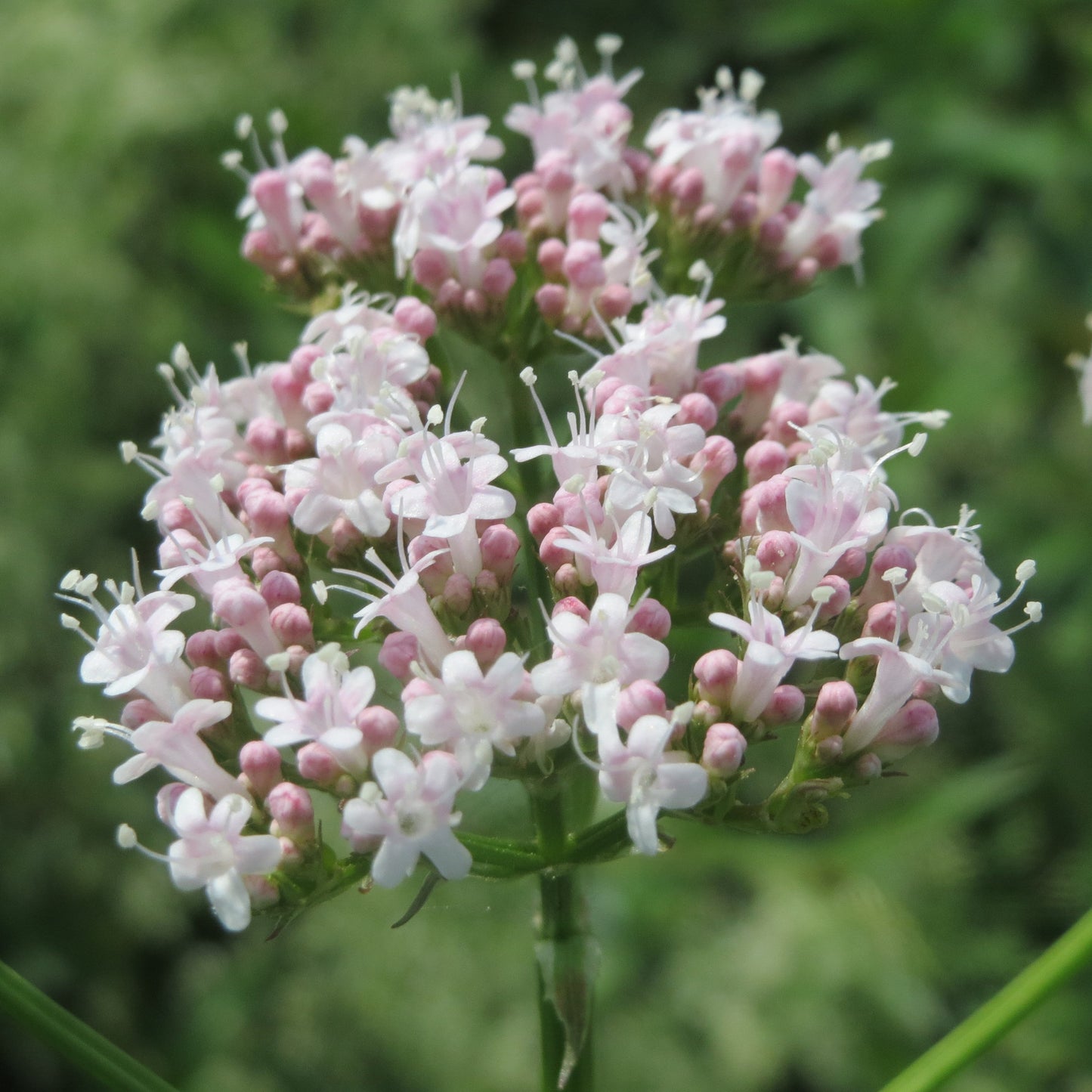 Baldrian indisch Bio 5 ml