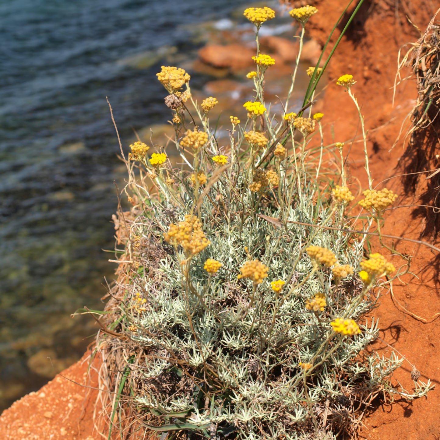 Immortellenhydrolat Bio 75 ml