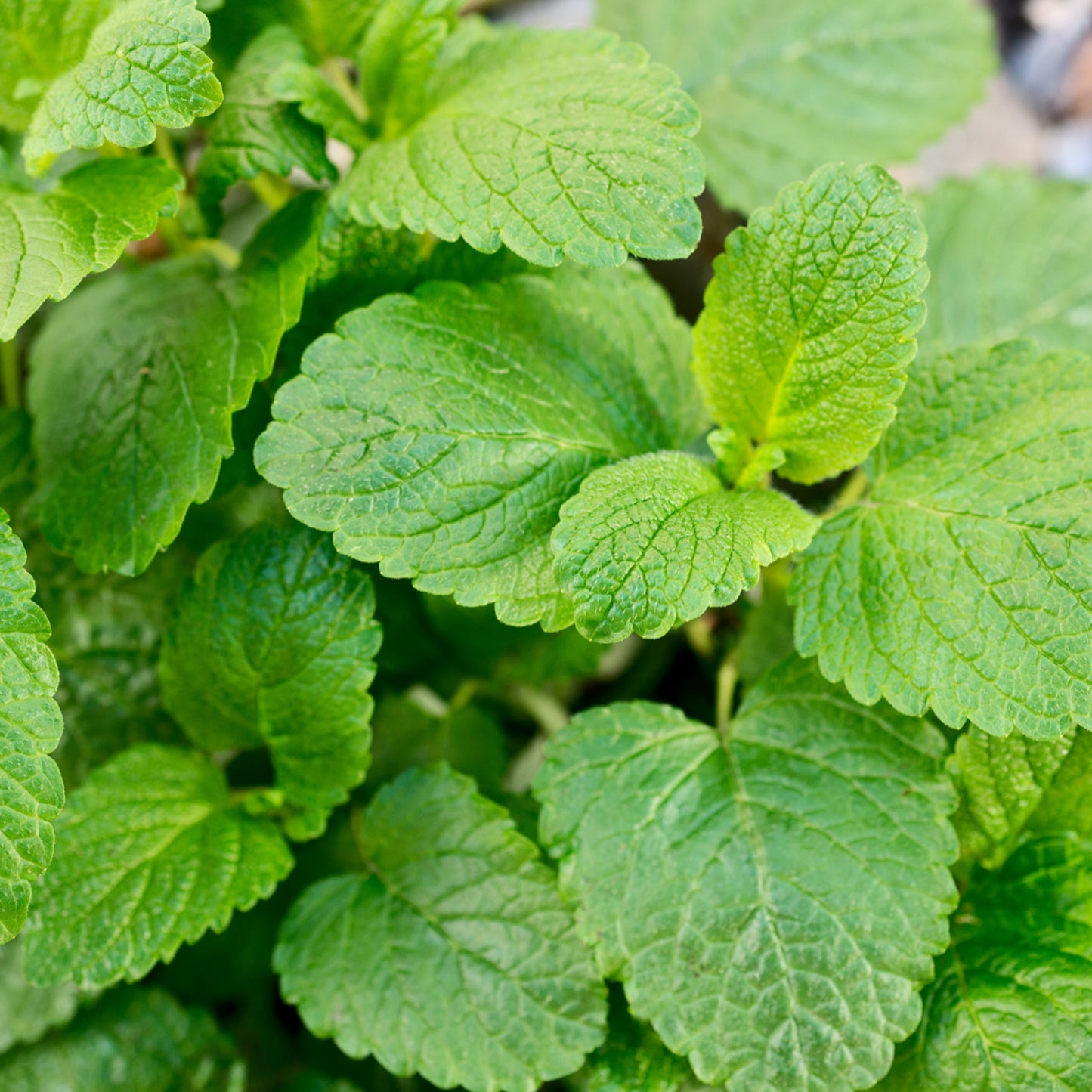 Melissenhydrolat Bio 500 ml