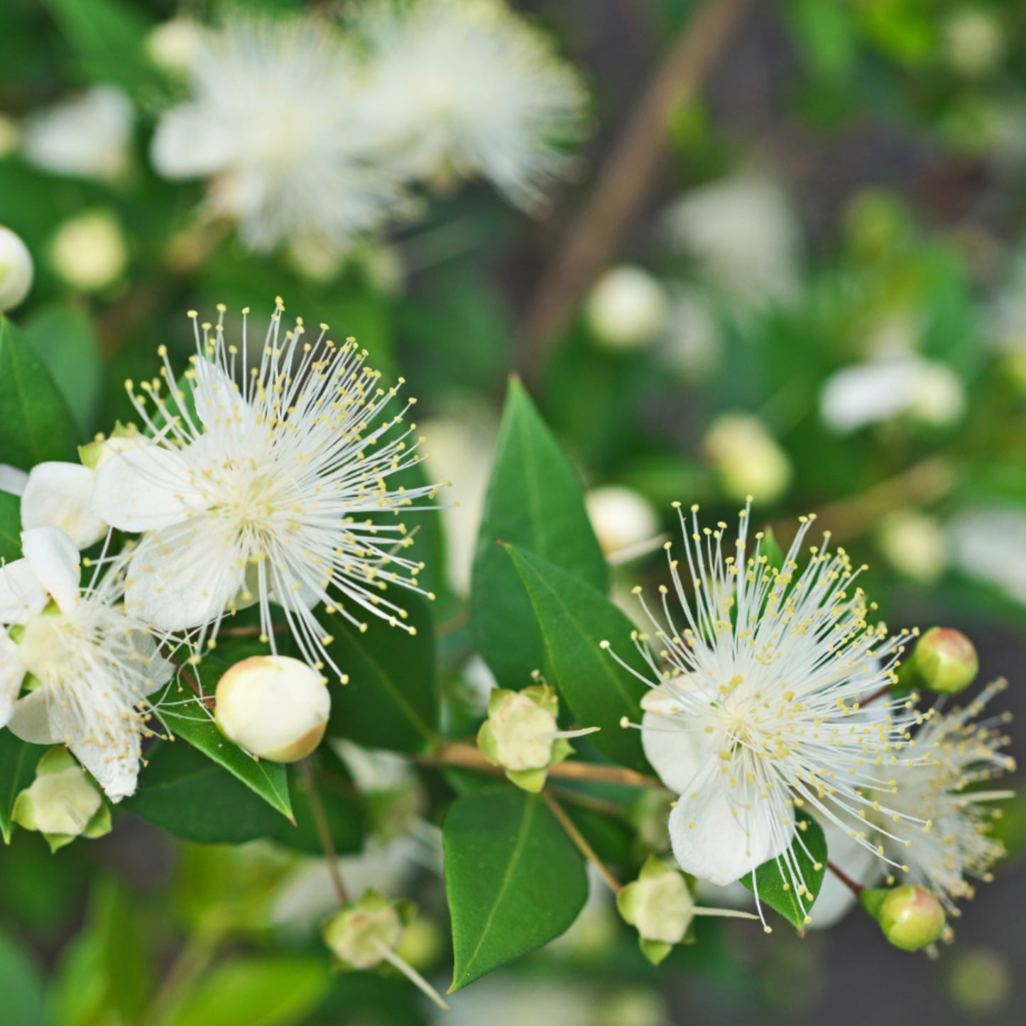 Myrtenhydrolat Bio 75 ml