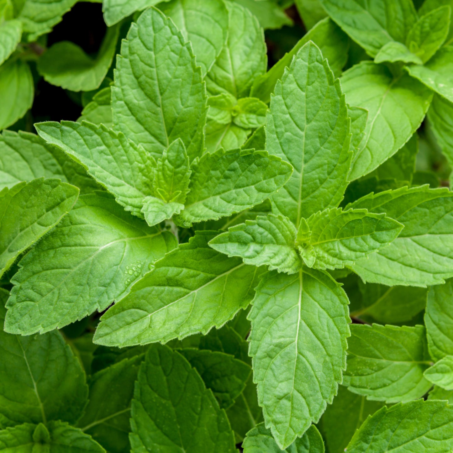 Pfefferminzenhydrolat Bio 500 ml