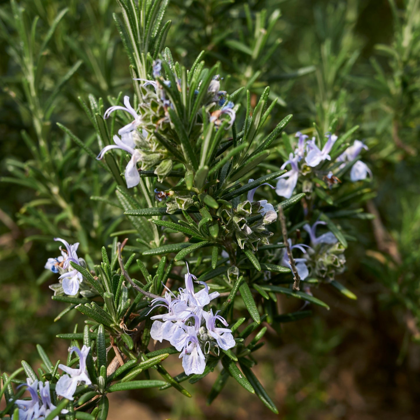 Rosmarinhydrolat (verbenon) Bio 75 ml