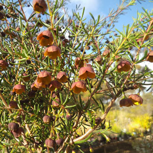boronia;boronia_main