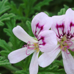 Bourbongeranium Bio 5 ml