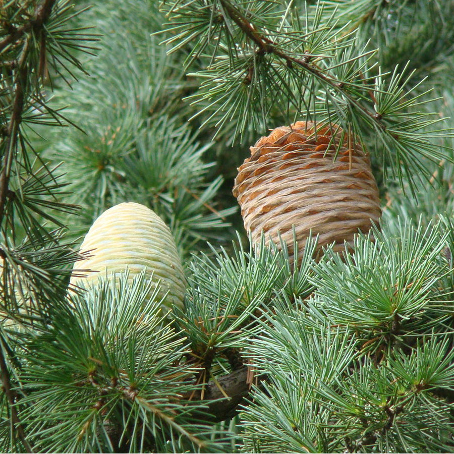 Himalaya Zeder Primärydrolat Bio 75 ml