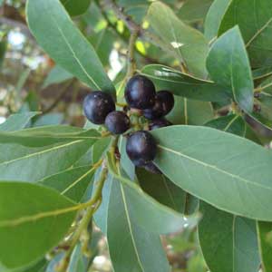 lorbeer hydrolat bio;lorbeer hydrolat bio main