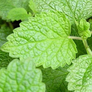 Bergamotteminze Bio 5 ml