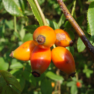 Fette Planzenöle - Hagebuttenöl