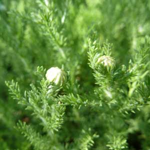 ätherische Öle - Kamille römisch;ätherische Öle - Kamille römisch