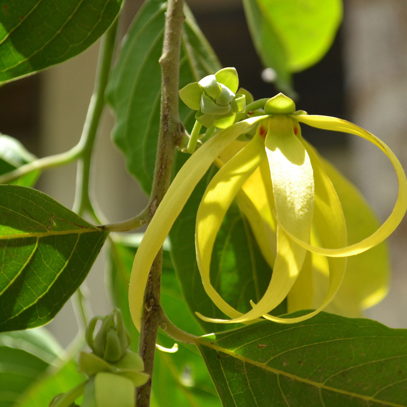 ätherische Öle - Ylang ylang ;ätherische Öle - Ylang ylang