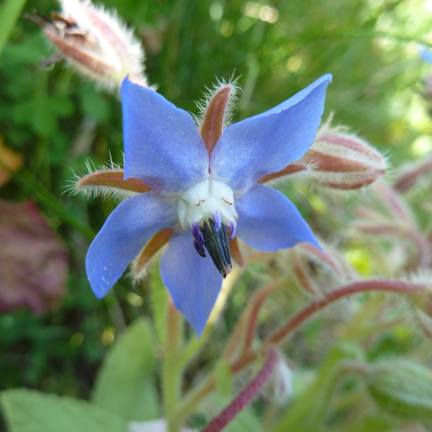 Borretschsamenöl Bio 75 ml