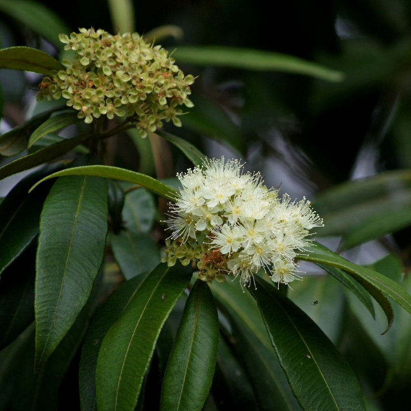 Backhousia (Zitronenmyrte) Bio 5 ml