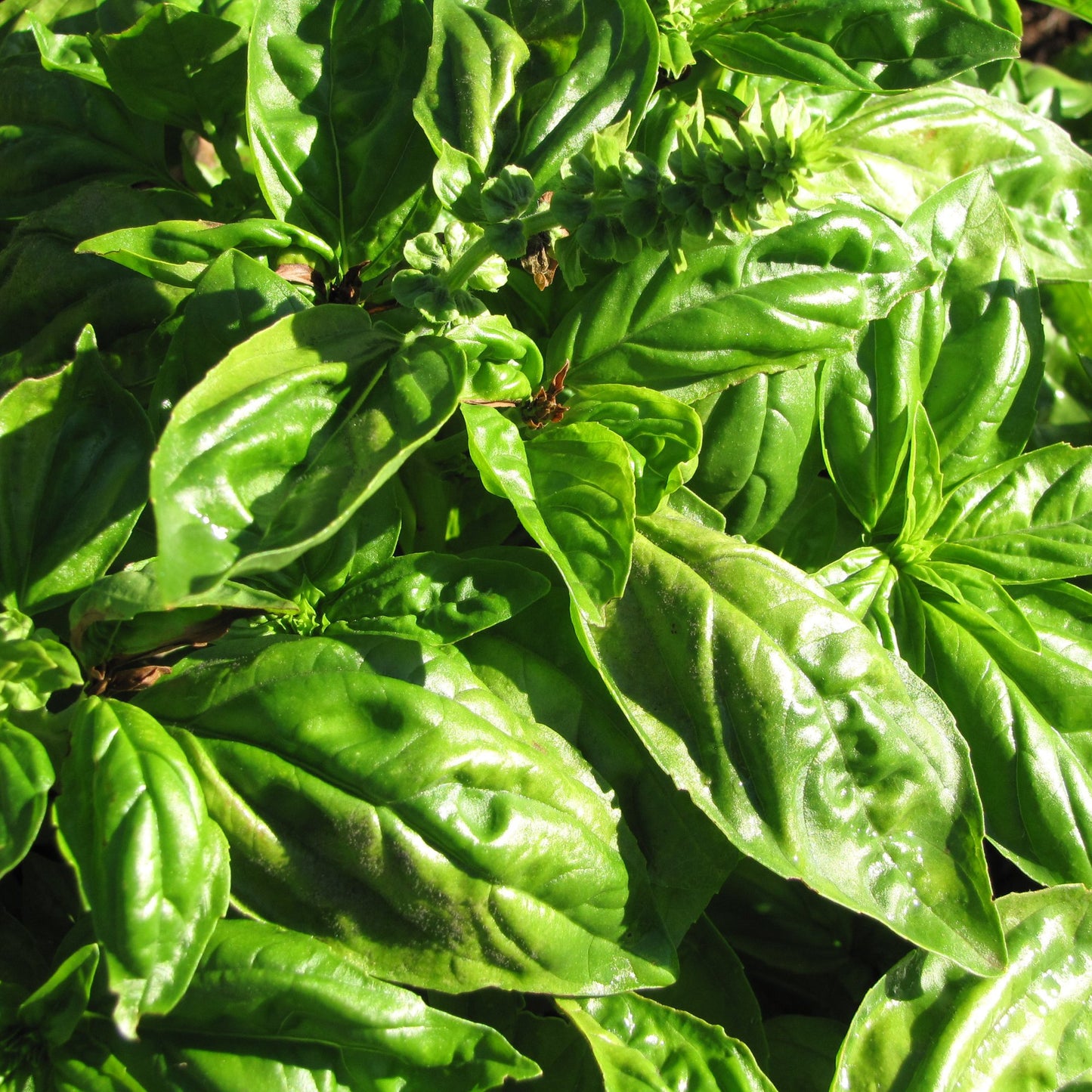 Basilikum indisch Bio 5ml