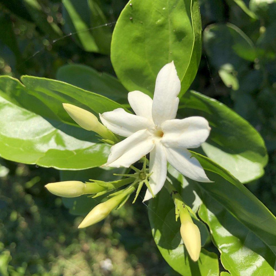 Jasmin Sambac Bio 10% in Jojobaöl bio/KP 5 ml