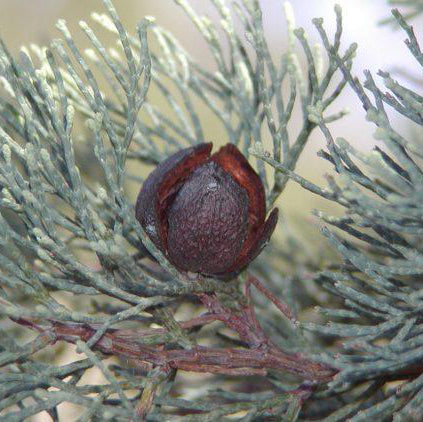 Zypresse Blau Bio 5 ml