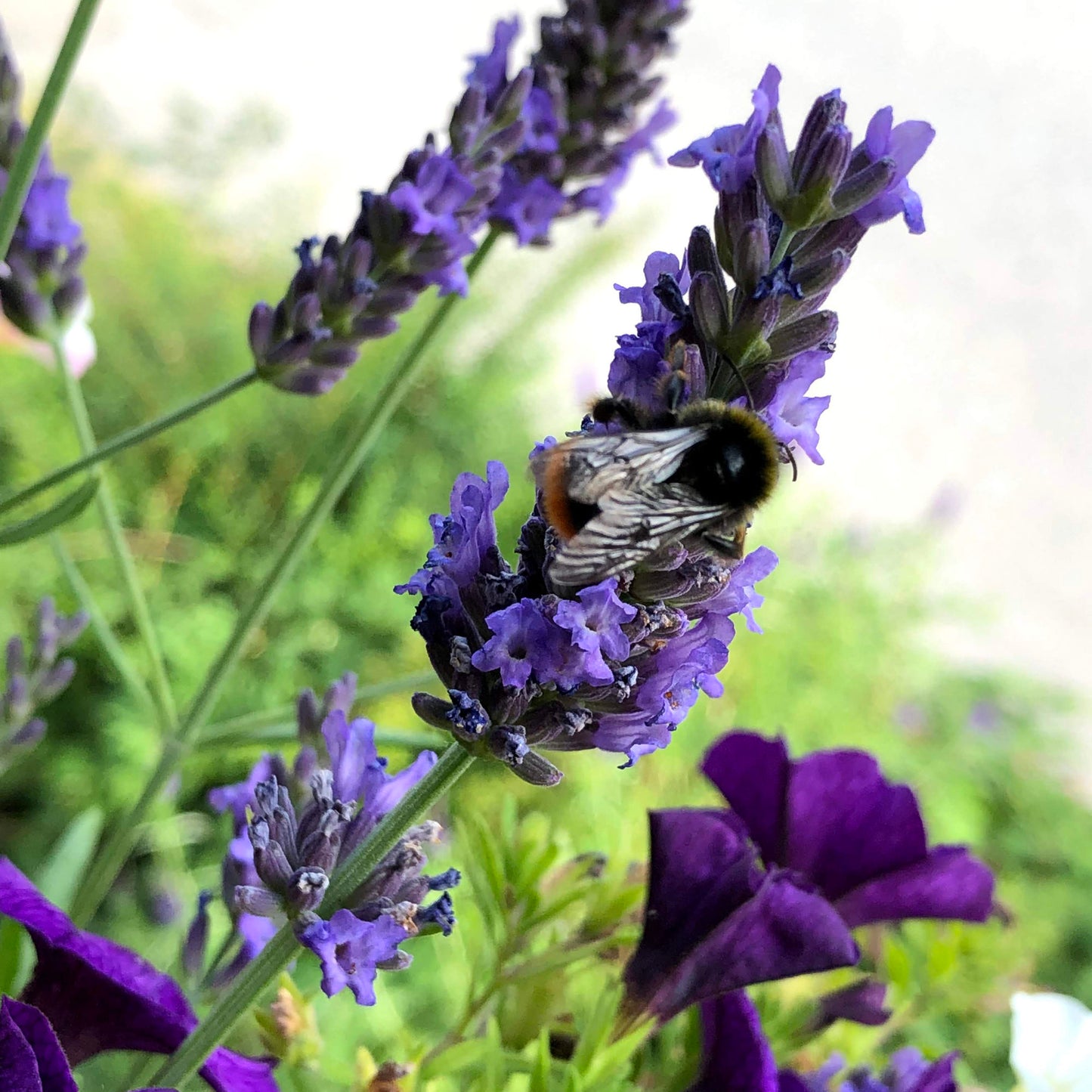 Lavendel (Kaschmir) Absolue 50% in Jojobaöl Bio/KP 5 ml