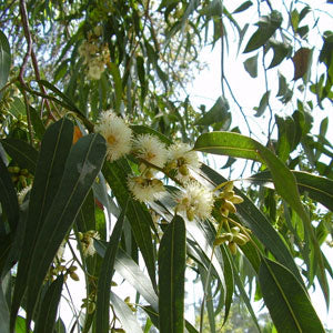 eucalyptus_globulus_thumb;main_eukalyptus_globulus
