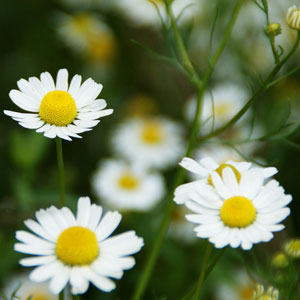 kamille_blau_thumb;kamille blau main