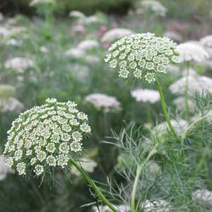 ätherische Öle - Bischofskraut;ätherische Öle - Bischofskraut