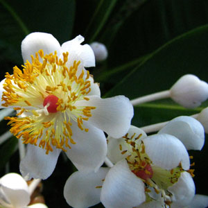Fette Planzenöle - calophyllumöl