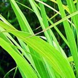 gingergras;gingergrass main