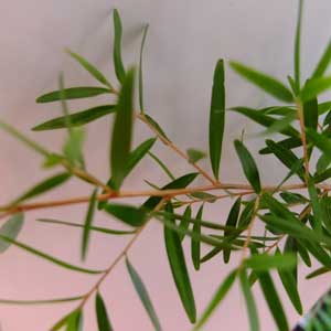 zitronen-teebaum;zitronen-teebaum main